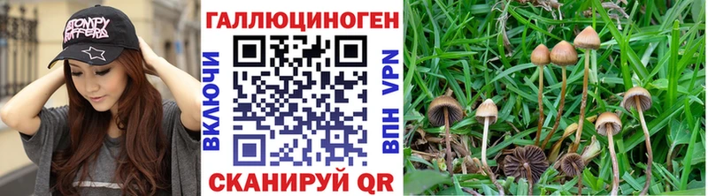 дарк нет Telegram  Грайворон  Галлюциногенные грибы Cubensis  OMG tor 